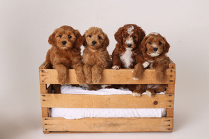 F1B Mini Goldendoodles